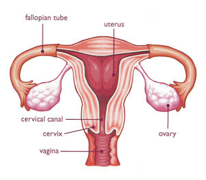 What's My Cervix Got To Do With It? Everything!!